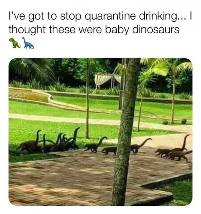ive-got-to-stop-quarantine-drinking-meme.jpg