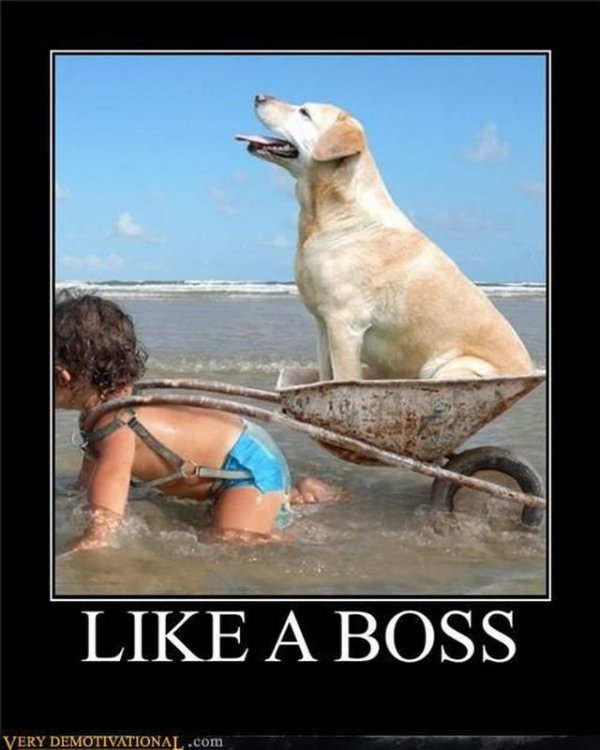 Like-A-Boss-02.jpg