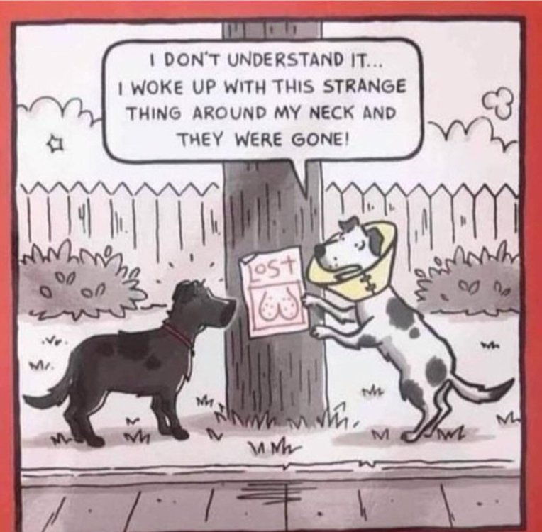 PICTURE FUNNY CARTOON 07.jpg