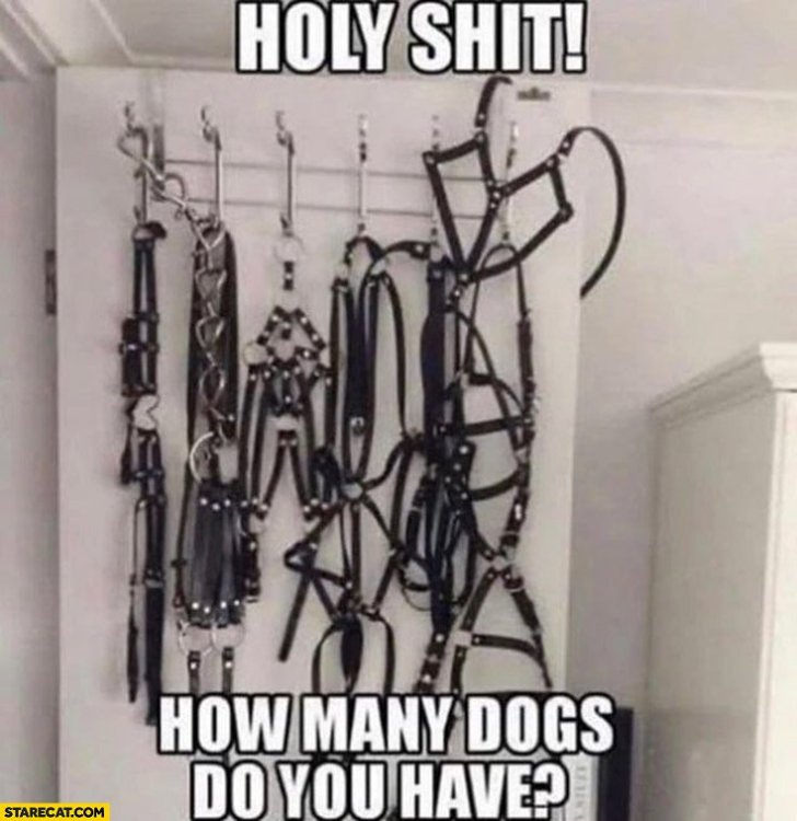 holy-shit-how-many-dogs-do-you-have-bdsm-equipment-torture-room.jpg